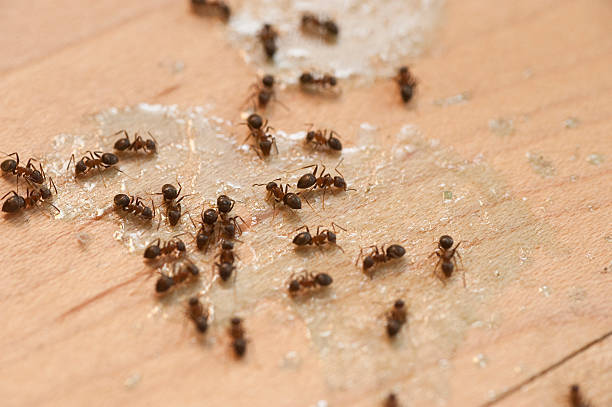 Best Pest Inspection Near Me  in Carleton, MI